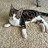 animal, carpet, cat, curious, cute, domestic, ears, feline, floor, fur, indoor, kitten, pet, relaxed, resting, tabby, tail, whiskers, white_paws, young