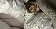 Jack Jack is registered to the contest to win money with this photo: kitten, sleeping, blanket, quilt, cozy, fur, pet, indoor, cute, resting, animal, small, hidden, comfort, white, soft, warm, tabby, young, peaceful