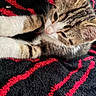 animal, black, blanket, cat, closeup, cozy, cute, fur, indoor, kitten, pet, red, relaxation, resting, sleepy, soft, tabby, texture, whiskers, young