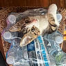 animal, bottled_water, cat, close_up, container, curious, domestic_cat, fur, indoor, kitten, patterned_fabric, paw, pet, plastic_pack, playful, tabby, transparent, whiskers, wide_eyes, wood_floor