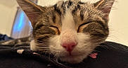 Jack Jack is registered to the contest to win money with this photo: animal, background, cat, close_up, cozy, cute, domestic_cat, ears, face, fur, indoor, mammal, nose, peaceful, pet, resting, sleeping, soft_light, tabby_cat, whiskers