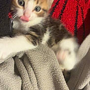 Jack Jack is registered to the contest to win money with this photo: kitten, cat, tongue_out, fur, blanket, red_background, black_stripes, cozy, cute, pet, animal, young, playful, feline, soft_texture, indoor, closeup, small, whiskers, sleepy