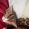 Jack Jack joined the competition — help win amazing prizes! kitten, cat, sleeping, person, face, headband, leopard_print, blanket, red_clothing, quilt, cozy, closeup, indoor, resting, cute, pet, animal, feline, snuggling, comfort