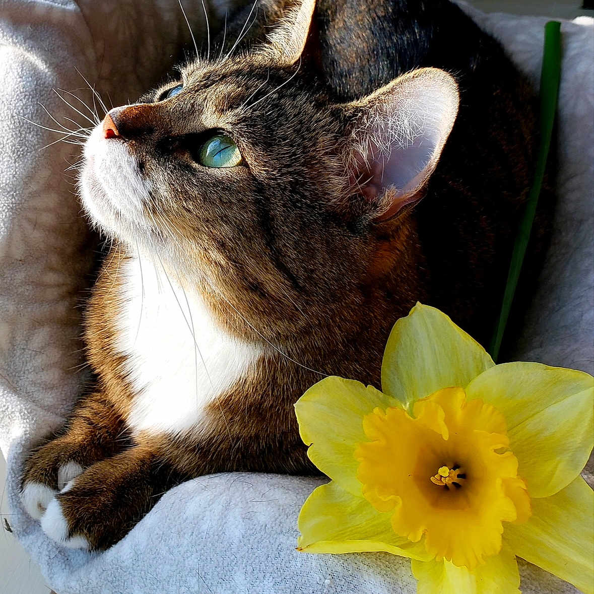 Lilly joined the competition — help win amazing prizes! abyssinian, anemone, animal, cat, chair, couch, daffodil, daisy, flower, flowerarrangement, flowerbouquet, furniture, geranium, kitten, manx, pet, petal, plant, sunflower, towel