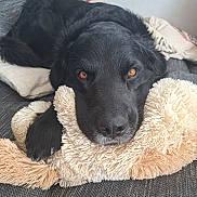 Yoko participe au concours pour gagner de l'argent avec cette photo : animal, black_dog, close_up, comfort, companion, couch, cozy, cute, dog, fur, home, indoor, paw, pet, plush, portrait, relaxed, resting, soft_texture, stuffed_toy