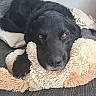 animal, black_dog, close_up, comfort, companion, couch, cozy, cute, dog, fur, home, indoor, paw, pet, plush, portrait, relaxed, resting, soft_texture, stuffed_toy