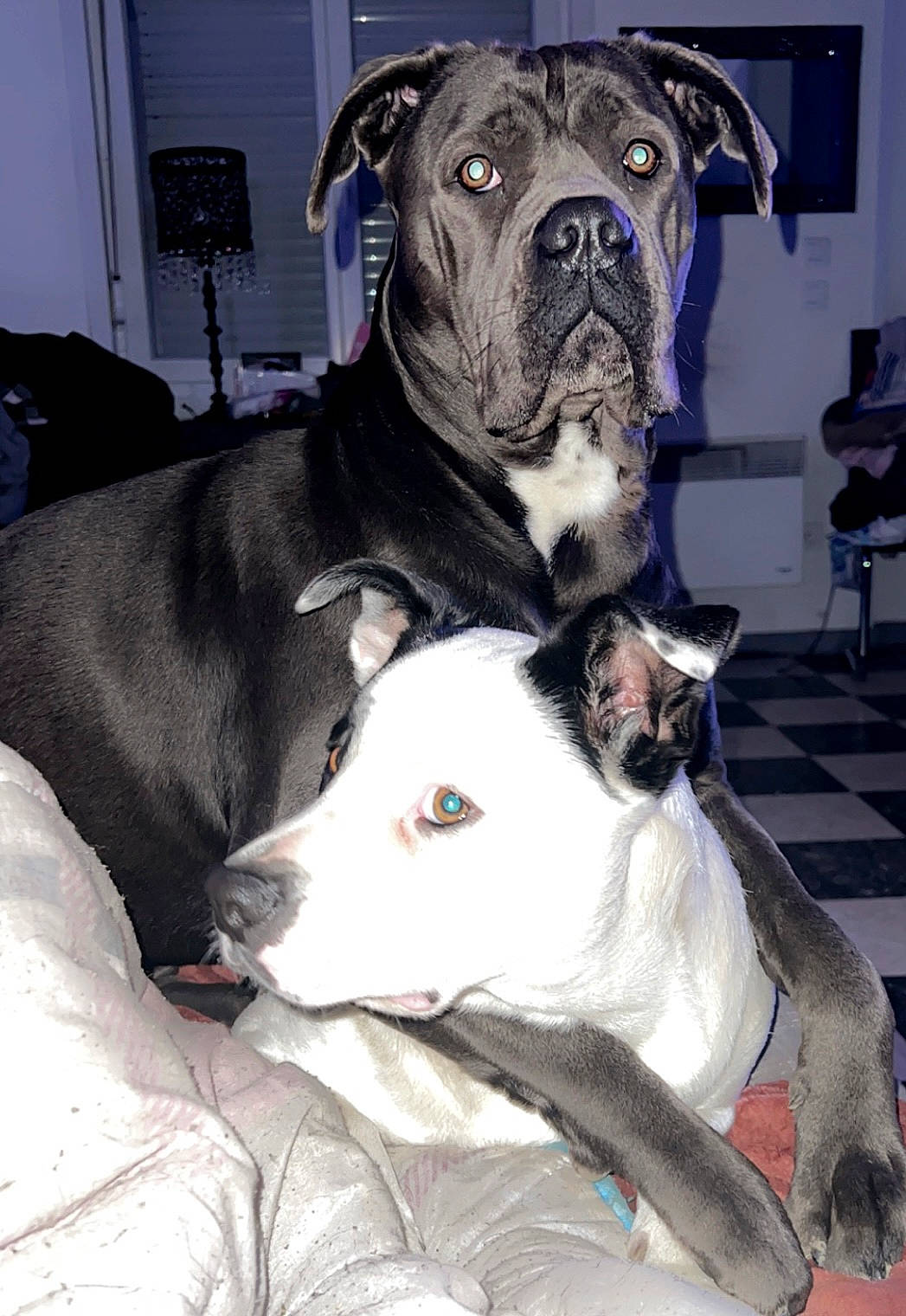 Rumba a rejoint le concours — aidez-le/la à gagner de superbes lots ! blue, canidae, carnivore, chair, collar, comfort, companion_dog, dog, dog_breed, fawn, grey, guard_dog, non_sporting_group, snout, sporting_group, terrestrial_animal, whiskers, working_animal, working_dog