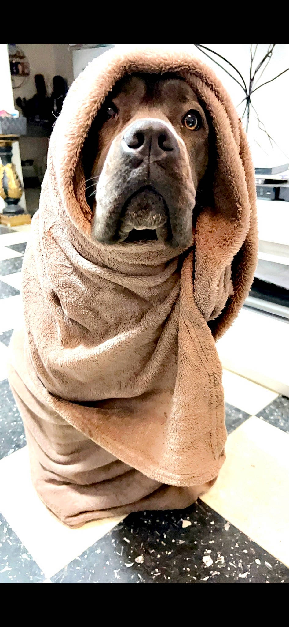 Rumba participe au concours pour gagner de l'argent avec cette photo : canidae, carnivore, collar, comfort, companion_dog, dog, dog_breed, dog_collar, fashion_accessory, fawn, fur, giant_dog_breed, liver, non_sporting_group, pet_supply, snout, sporting_group, street_fashion, working_animal, wrinkle