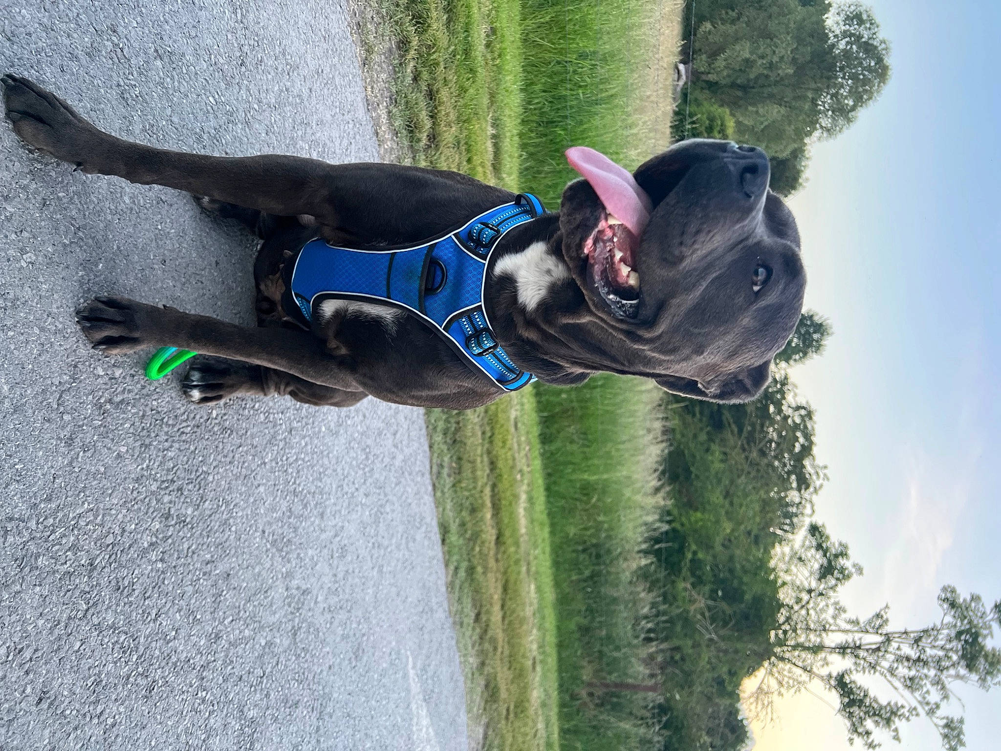 Rumba a rejoint le concours — aidez-le/la à gagner de superbes lots ! adventure, canidae, carnivore, dog, dog_breed, electric_blue, extreme_sport, fun, grass, hat, leisure, personal_protective_equipment, plant, recreation, rope, sky, sporting_group, tree, vehicle, water