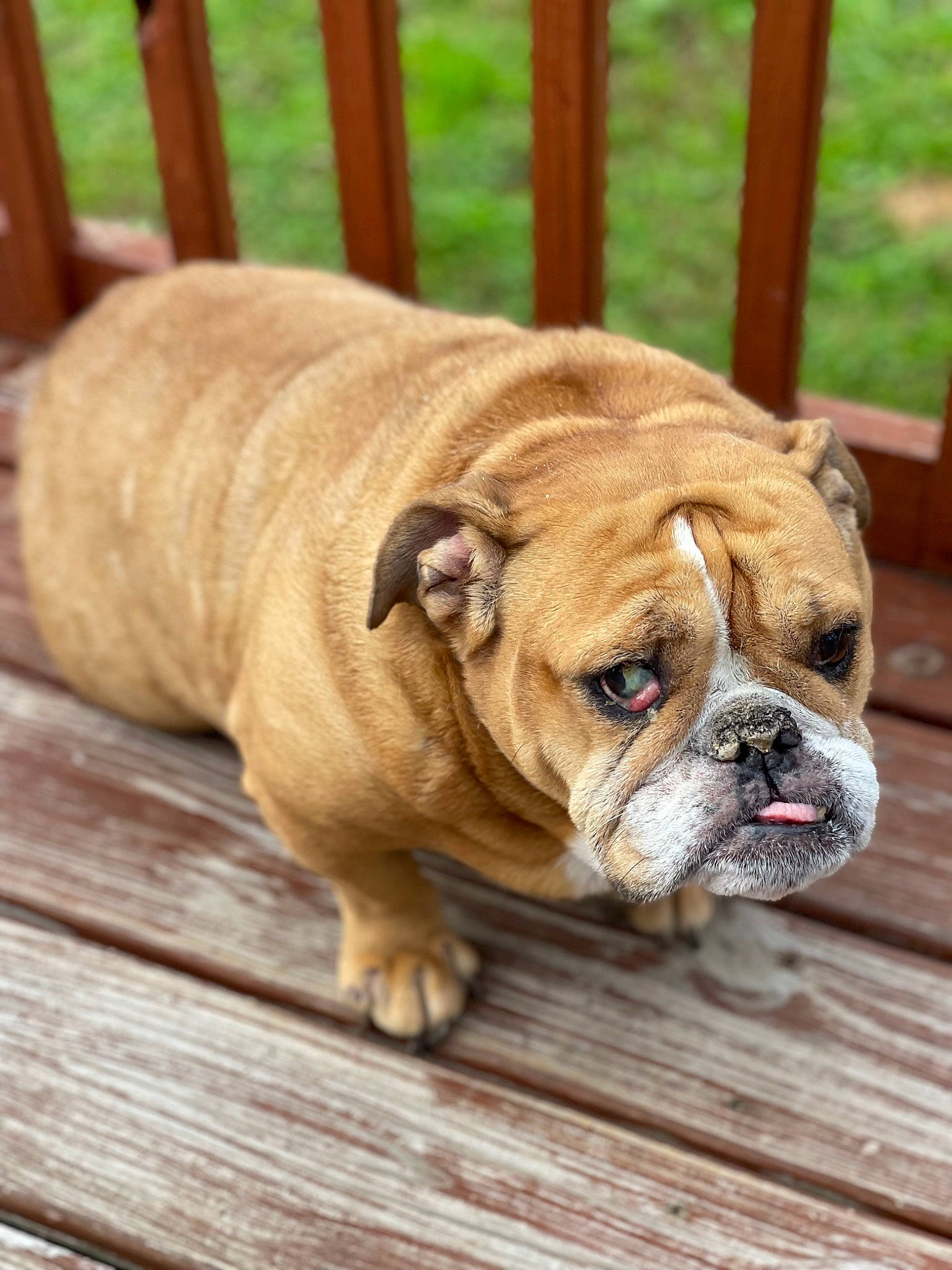 Gypsy is registered to the contest to win money with this photo: biting, bulldog, canidae, carnivore, companion_dog, dog, dog_breed, fawn, fence, flooring, hardwood, non_sporting_group, puppy, snout, sporting_group, terrestrial_animal, toy_dog, wood, working_animal, wrinkle