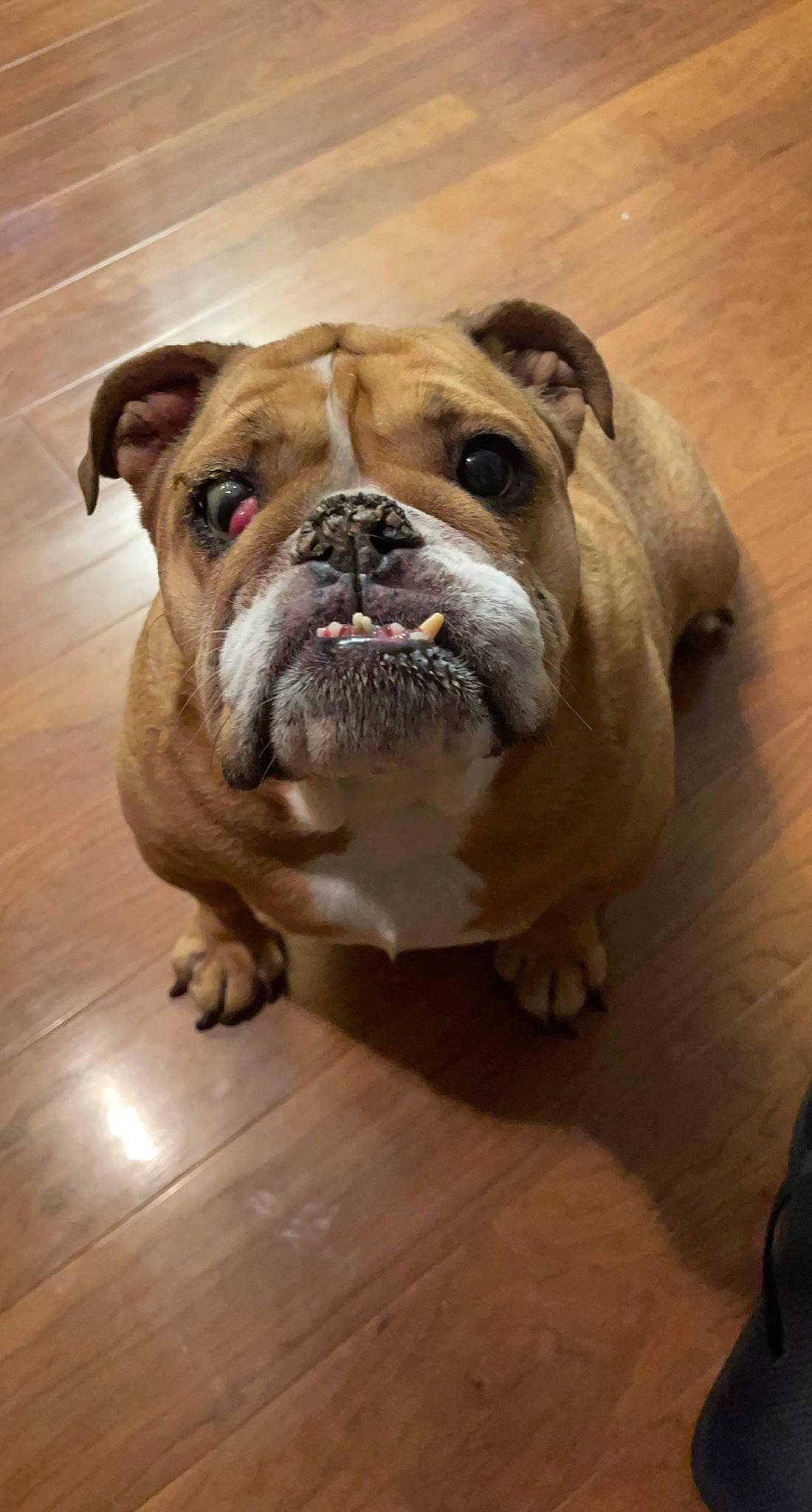 Gypsy is registered to the contest to win money with this photo: backpack, bulldog, canidae, carnivore, companion_dog, dog, dog_breed, fawn, flooring, hardwood, luggage_and_bags, snout, sporting_group, terrestrial_animal, white_english_bulldog, window, wood, working_animal, working_dog, wrinkle