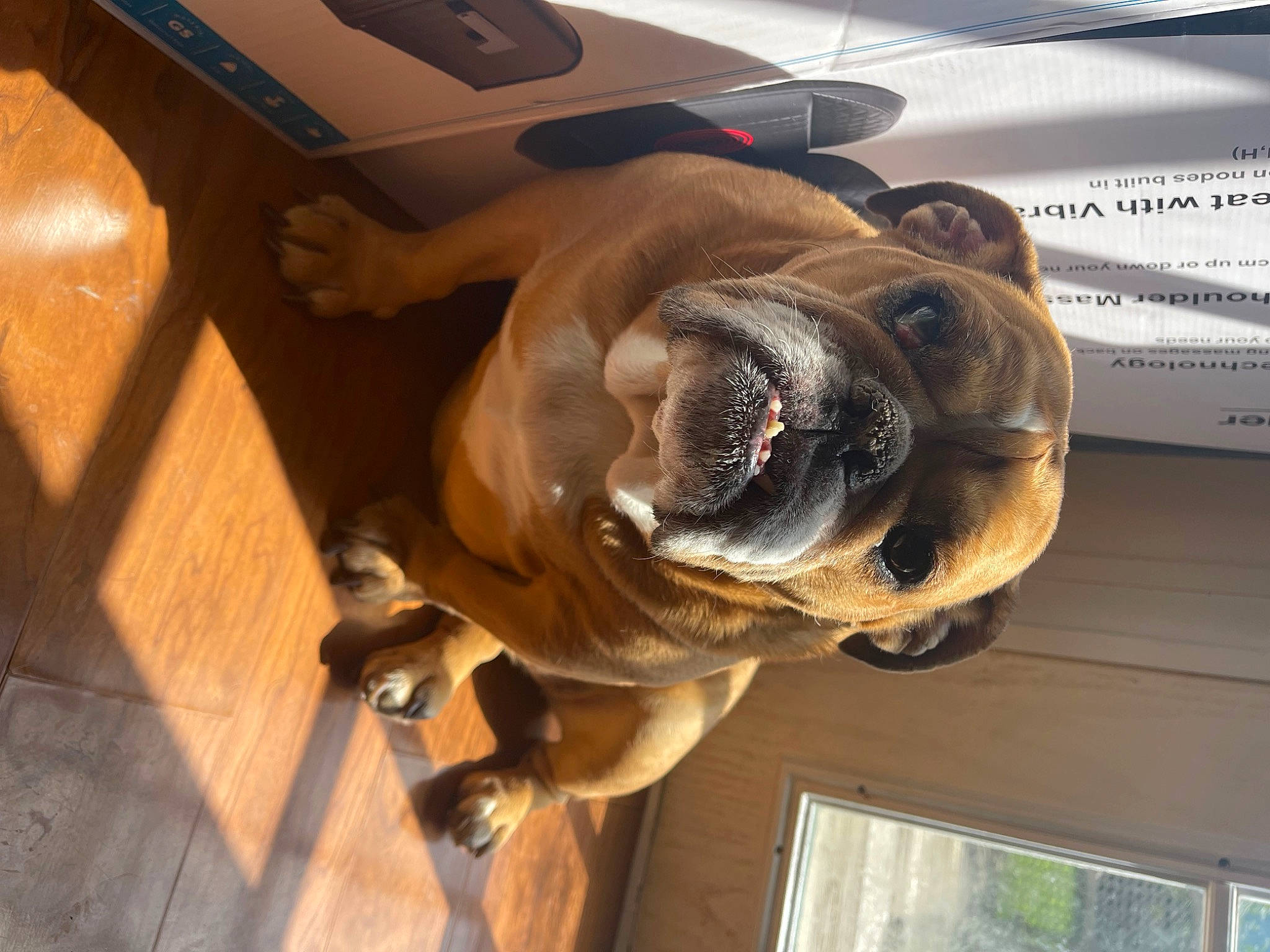 Gypsy is registered to the contest to win money with this photo: auto_part, automotive_tire, canidae, carnivore, companion_dog, dog, dog_breed, fawn, floor, flooring, hardwood, liver, metal, snout, sporting_group, tail, tire, wood, wood_stain, working_animal