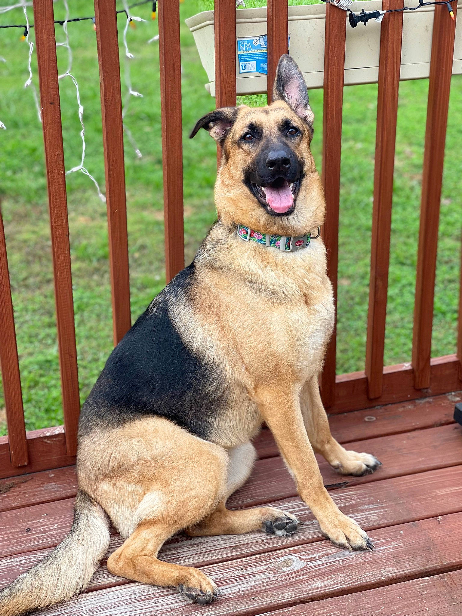 Gracie Mae is registered to the contest to win money with this photo: belgian_shepherd_malinois, carnivore, collar, companion_dog, dog, dog_breed, dog_collar, dog_supply, fawn, fence, german_shepherd_dog, herding_dog, home_fencing, pet_supply, snout, sporting_group, tail, wood, working_animal, working_dog