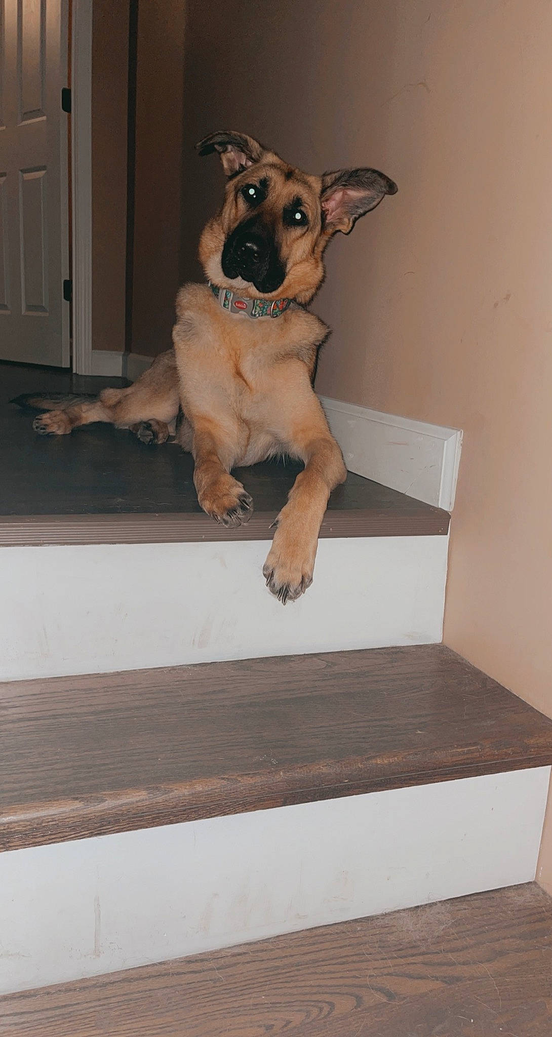 Gracie Mae is registered to the contest to win money with this photo: brown, carnivore, companion_dog, dog, dog_breed, dog_supply, door, fawn, floor, flooring, hardwood, home_door, plywood, rectangle, sporting_group, stairs, toy_dog, wood, wood_stain, working_animal