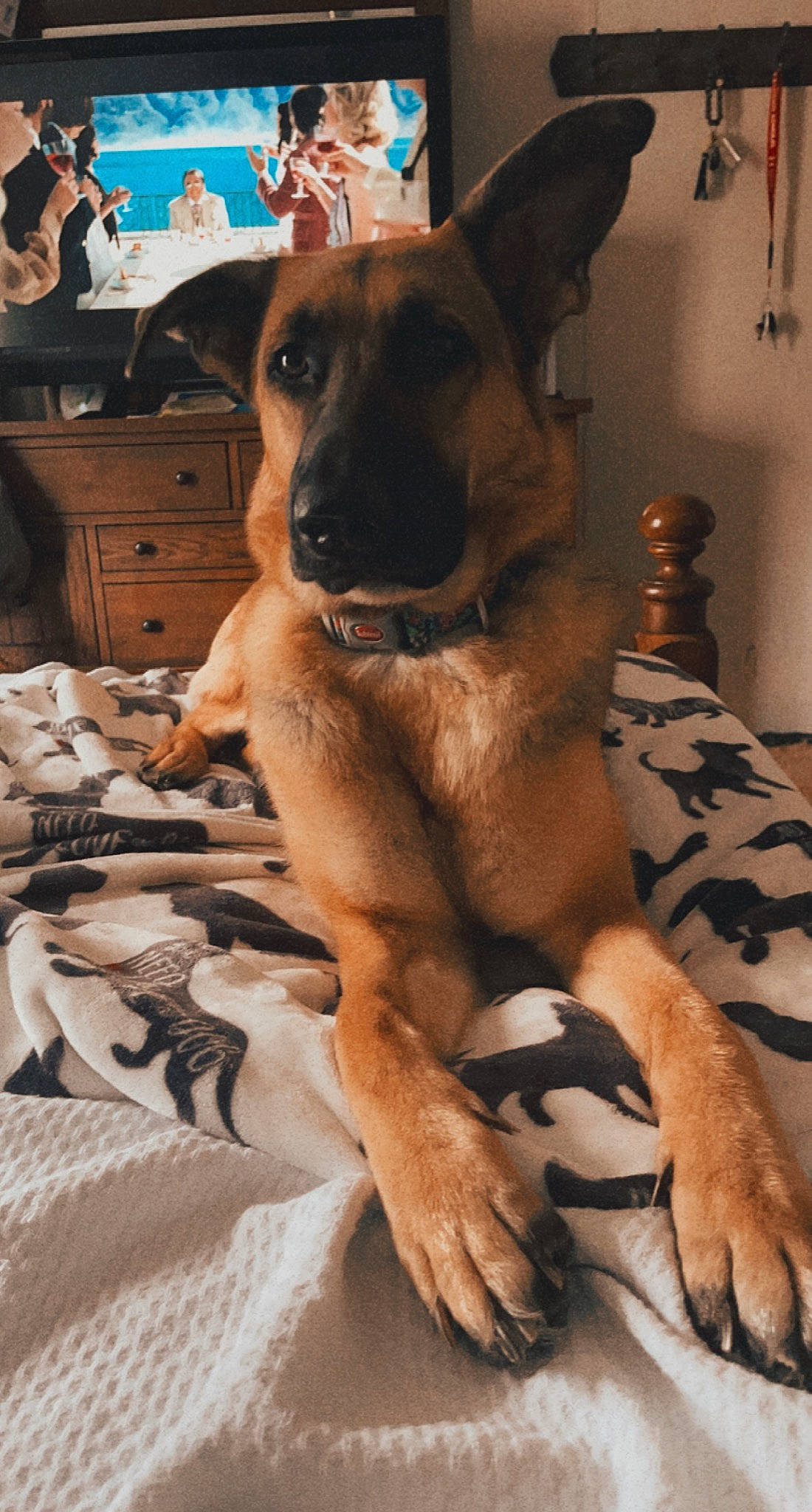 Gracie Mae is registered to the contest to win money with this photo: cabinetry, carnivore, collar, comfort, companion_dog, dog, dog_breed, dog_collar, dog_supply, drawer, fawn, fur, guard_dog, mammal, paw, snout, sporting_group, terrestrial_animal, whiskers, working_animal