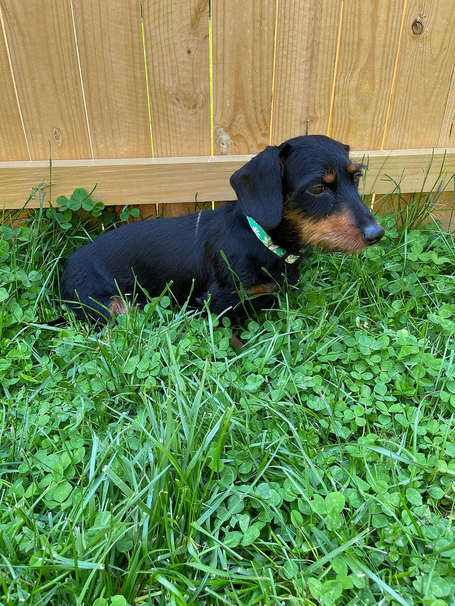 Daisy Mae joined the competition — help win amazing prizes! borador, canidae, carnivore, companion_dog, dog, dog_breed, dog_supply, electric_blue, grass, groundcover, hunting_dog, pet_supply, plant, puppy, snout, tail, terrestrial_animal, working_animal, working_dog