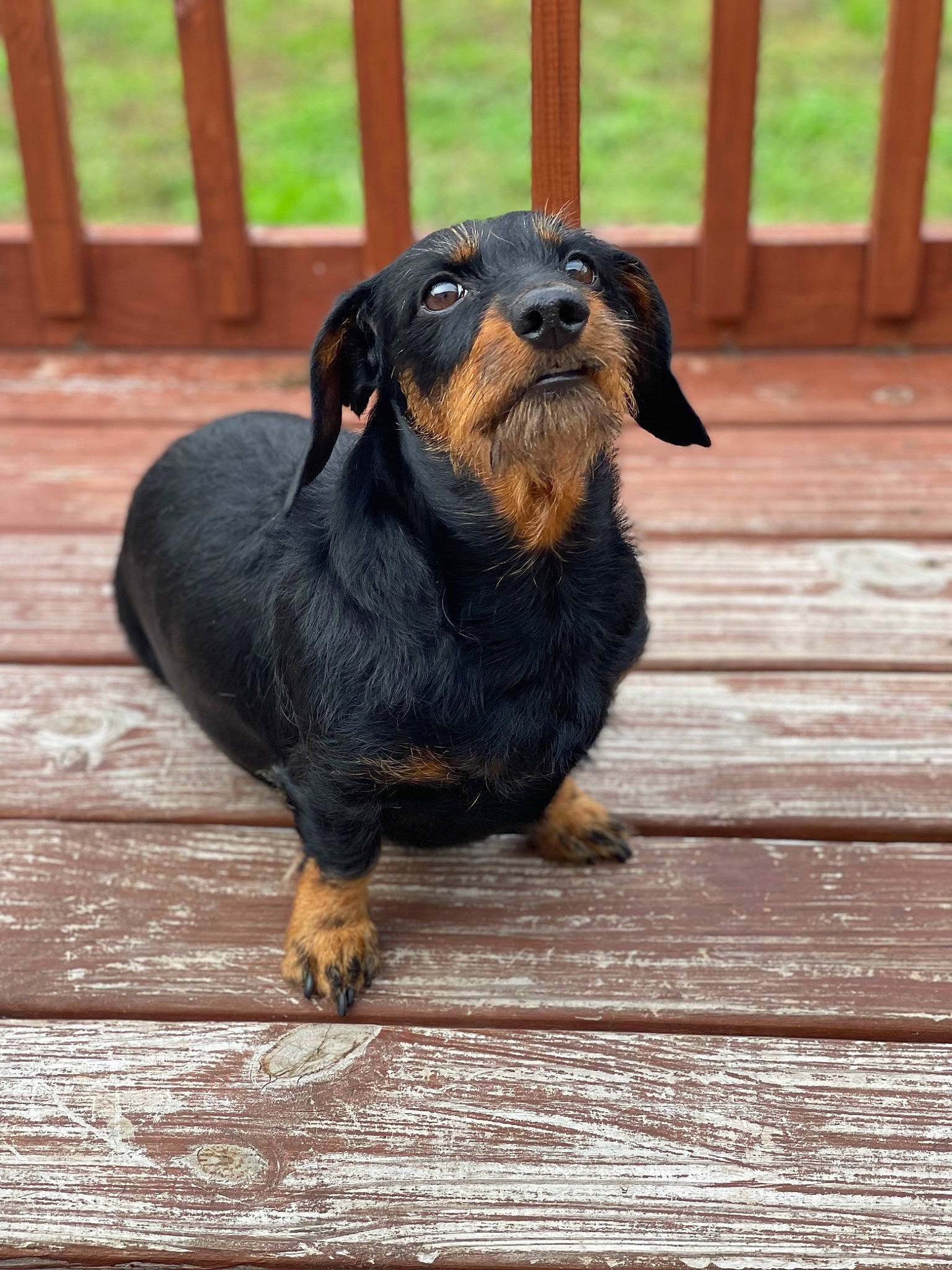 Daisy Mae is registered to the contest to win money with this photo: canidae, carnivore, companion_dog, dachshund, dog, dog_breed, fawn, fence, hardwood, hound, hunting_dog, liver, metal, plank, snout, sporting_group, terrestrial_animal, wood, working_animal, working_dog