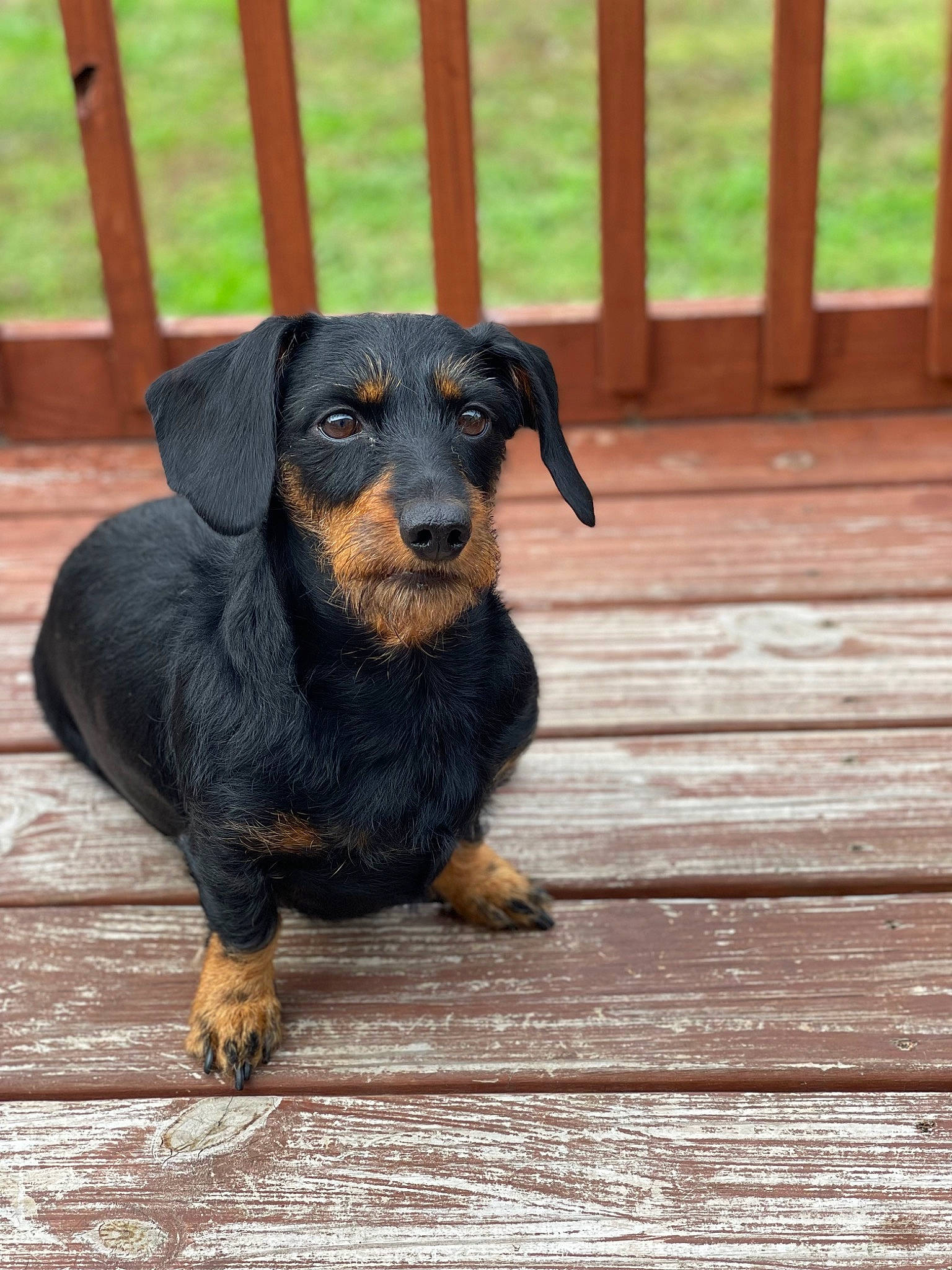 Daisy Mae is registered to the contest to win money with this photo: canidae, carnivore, companion_dog, dachshund, dog, dog_breed, fawn, fence, guard_dog, hardwood, hound, liver, metal, montenegrin_mountain_hound, snout, sporting_group, terrestrial_animal, wood, working_animal, working_dog