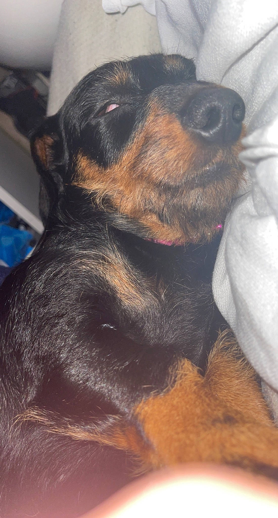 Daisy Mae is registered to the contest to win money with this photo: canidae, carnivore, companion_dog, dog, dog_breed, ear, fawn, fur, guard_dog, paw, snout, sporting_group, terrestrial_animal, toy_dog, whiskers, working_animal, working_dog