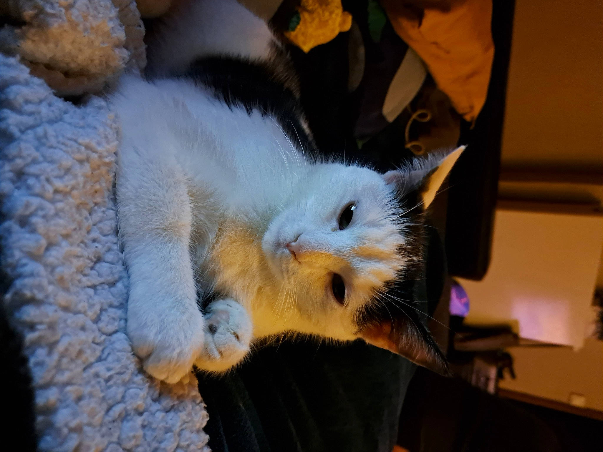 Deanah a rejoint le concours — aidez-le/la à gagner de superbes lots ! canidae, carnivore, cat, claw, comfort, companion_dog, domestic_short_haired_cat, fawn, felidae, fur, nap, paw, sitting, small_to_medium_sized_cats, snout, tail, terrestrial_animal, whiskers