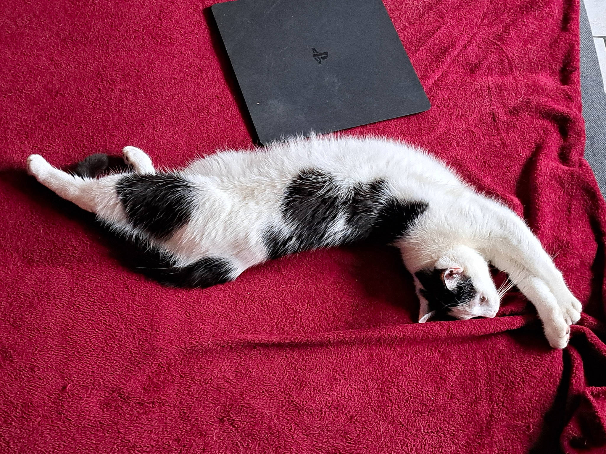 Deanah participe au concours pour gagner de l'argent avec cette photo : carmine, carnivore, cat, claw, comfort, companion_dog, dog_breed, domestic_short_haired_cat, felidae, fur, grey, linens, nap, pattern, small_to_medium_sized_cats, sporting_group, tail, terrestrial_animal, textile, whiskers