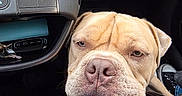 Mooka participe au concours pour gagner de l'argent avec cette photo : dog, car_interior, dashboard, keys, close_up, resting, calm, canine, pet, seat, blue_jeans, leash, snout, head, brown_dog, seatbelt, vehicle, window, footwear, casual