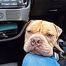 dog, car_interior, dashboard, keys, close_up, resting, calm, canine, pet, seat, blue_jeans, leash, snout, head, brown_dog, seatbelt, vehicle, window, footwear, casual