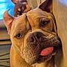 Mooka participe au concours pour gagner de l'argent avec cette photo : dog, close_up, tongue_out, funny_face, pet, indoor, blurred_background, sleeping_dog, cute, animal, canine, portrait, light, wall, brown_dog, expression, domestic_animal, relaxed, companion, face