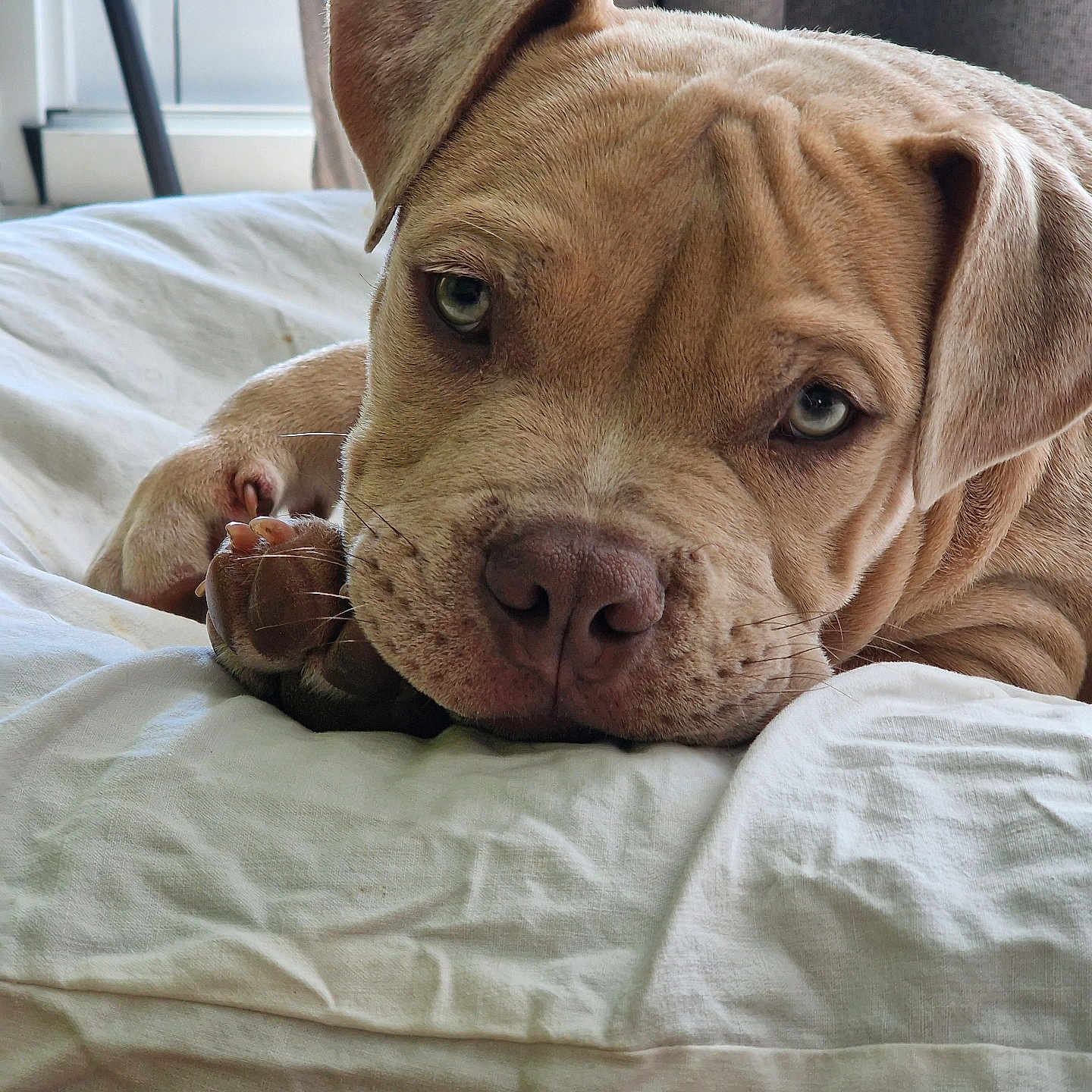Mooka participe au concours pour gagner de l'argent avec cette photo : puppy, dog, bed, white_bed_sheet, close_up, sleepy, wrinkles, fur, ears, nose, paw, indoor, window, curtain, soft_light, cute, pet, animal, resting, cozy
