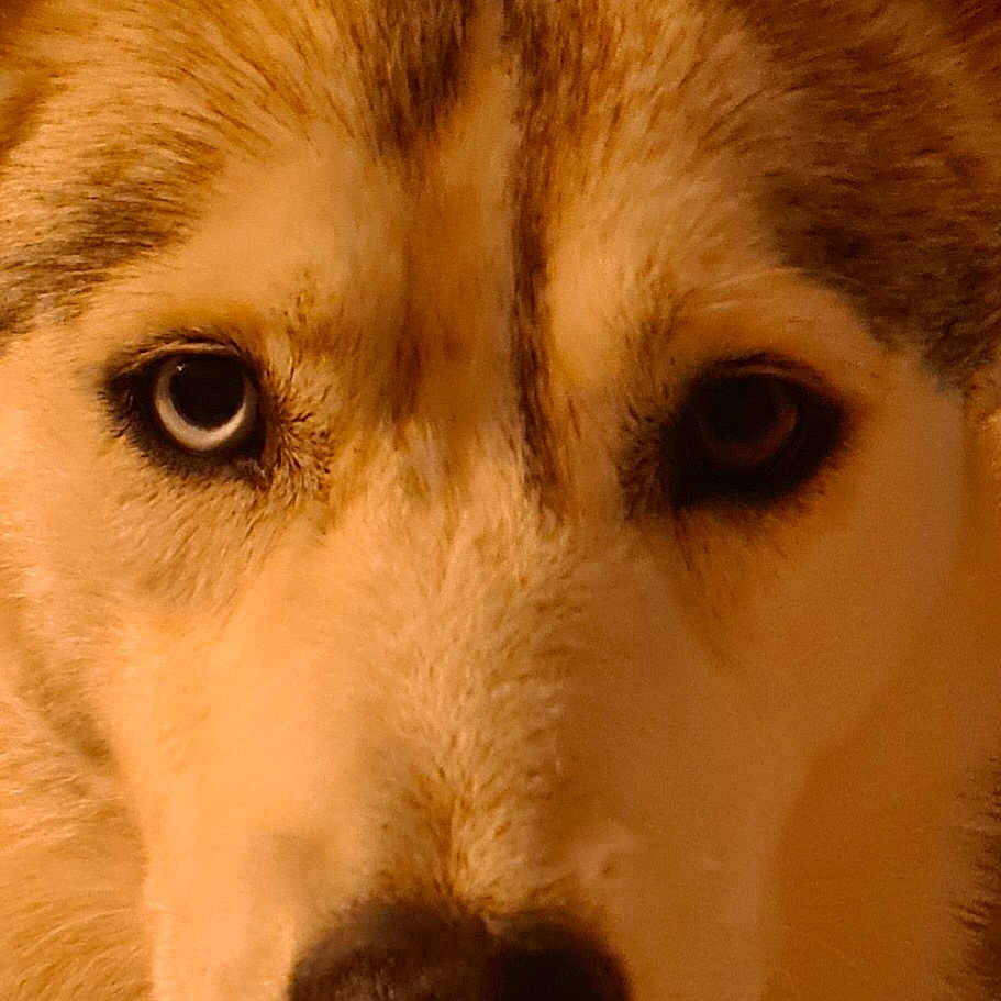 Maya a rejoint le concours — aidez-le/la à gagner de superbes lots ! alert, animal, blue_eye, brown_eye, canine, close_up, dog, domestic_animal, eyes, face, friendly, fur, furry, husky, looking_at_camera, muzzle, nose, pet, portrait, whiskers