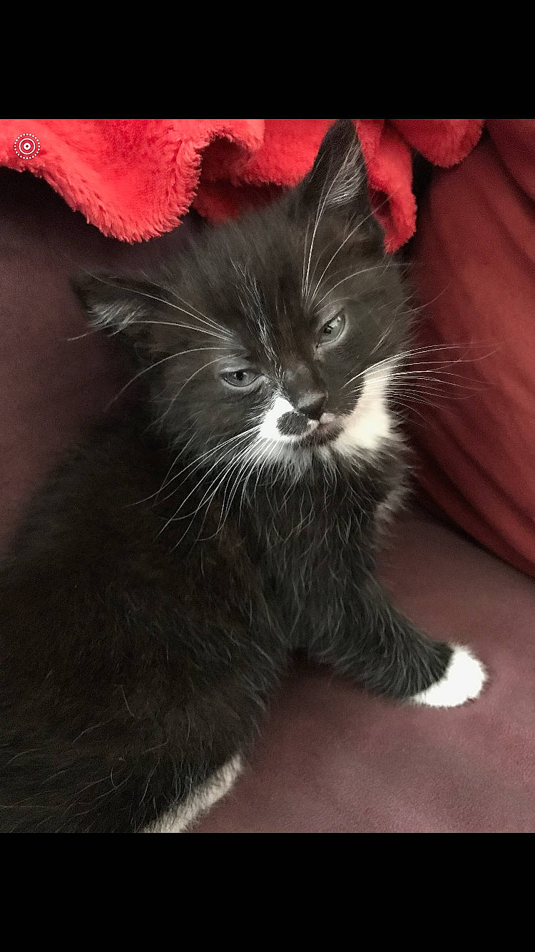 Sensy participe au concours pour gagner de l'argent avec cette photo : black_cat, carnivore, cat, domestic_long_haired_cat, felidae, fur, kitten, maine_coon, mammal, norwegian_forest_cat, ragamuffin, small_to_medium_sized_cats, snout, whiskers