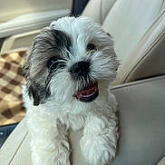Peanut is registered to the contest to win money with this photo: puppy, dog, cute, fluffy, pet, car, car_interior, beige, smiling, happy, fur, closeup, animal, young, sitting, tongue, waiting, companion, domestic, friendly