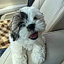 puppy, dog, cute, fluffy, pet, car, car_interior, beige, smiling, happy, fur, closeup, animal, young, sitting, tongue, waiting, companion, domestic, friendly