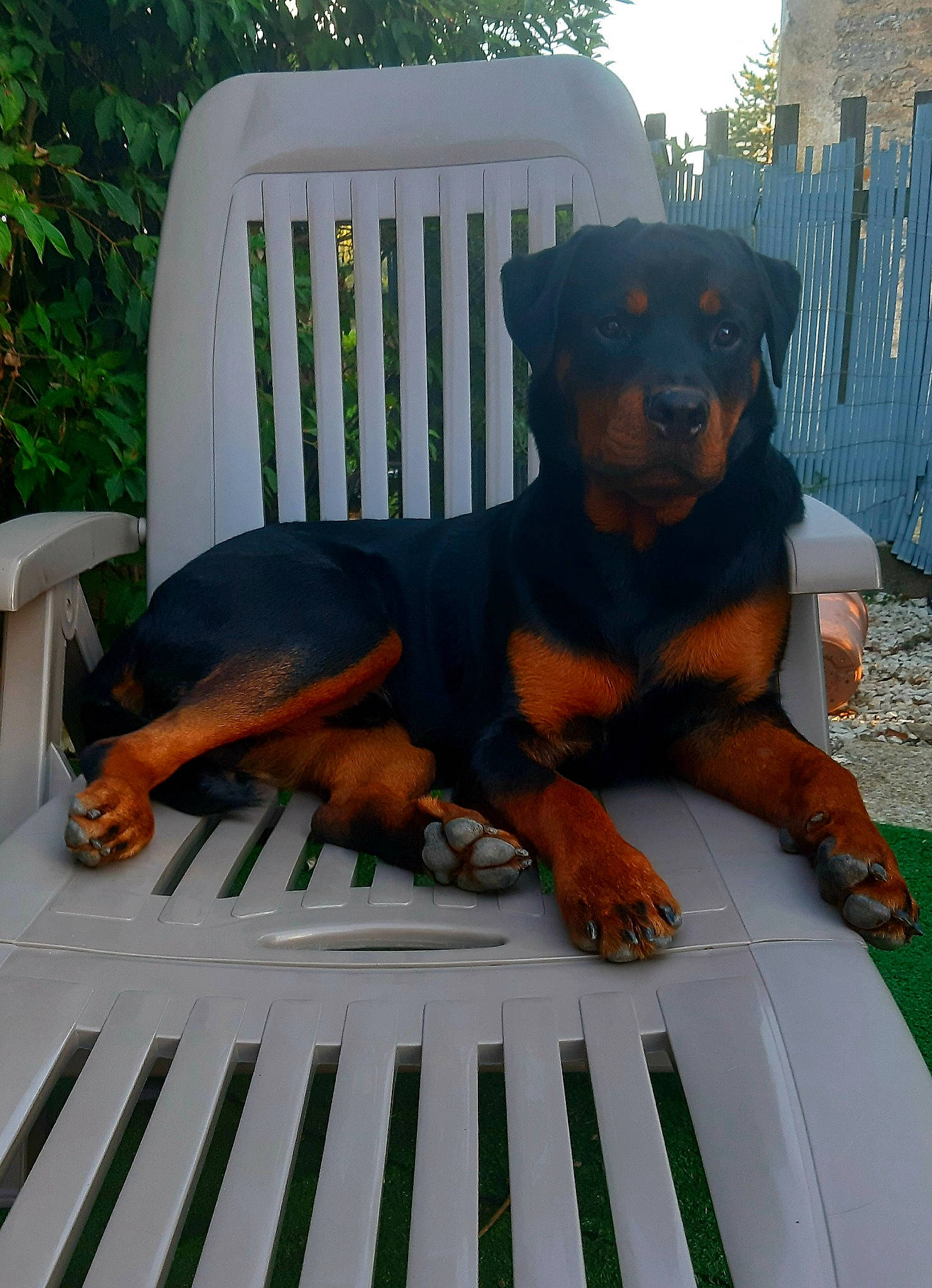 Pharos participe au concours pour gagner de l'argent avec cette photo : austrian_black_and_tan_hound, canidae, carnivore, companion_dog, dog, dog_breed, guard_dog, pinscher, rottweiler, vertebrate, working_dog