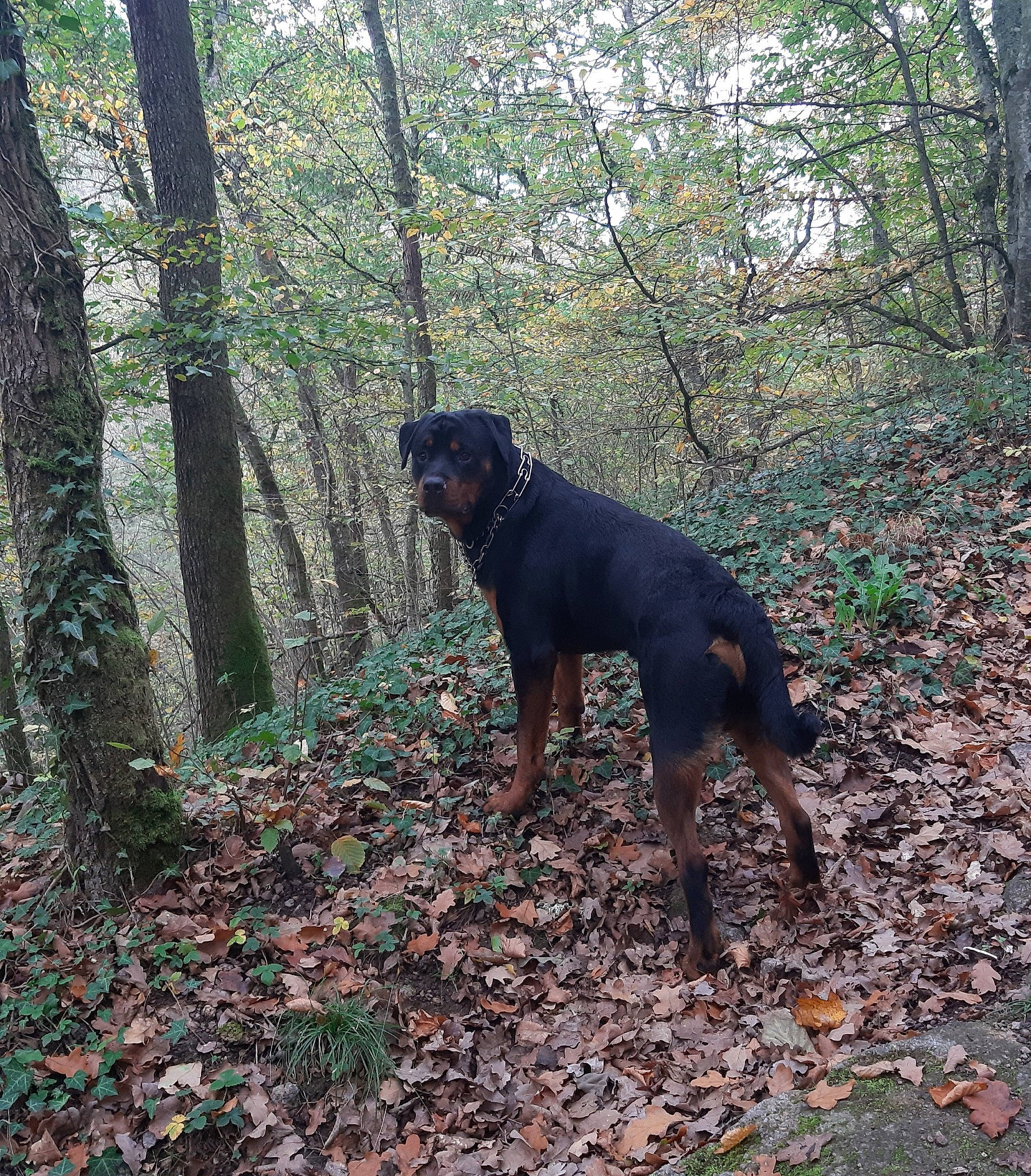 Pharos participe au concours pour gagner de l'argent avec cette photo : austrian_black_and_tan_hound, canidae, carnivore, dog, dog_breed, guard_dog, hellenikos_ichnilatis, hunting_dog, jagdterrier, lithuanian_hound, mammal, montenegrin_mountain_hound, polish_hunting_dog, rottweiler, smaland_hound, sporting_group, transylvanian_hound, tree, vertebrate, working_dog