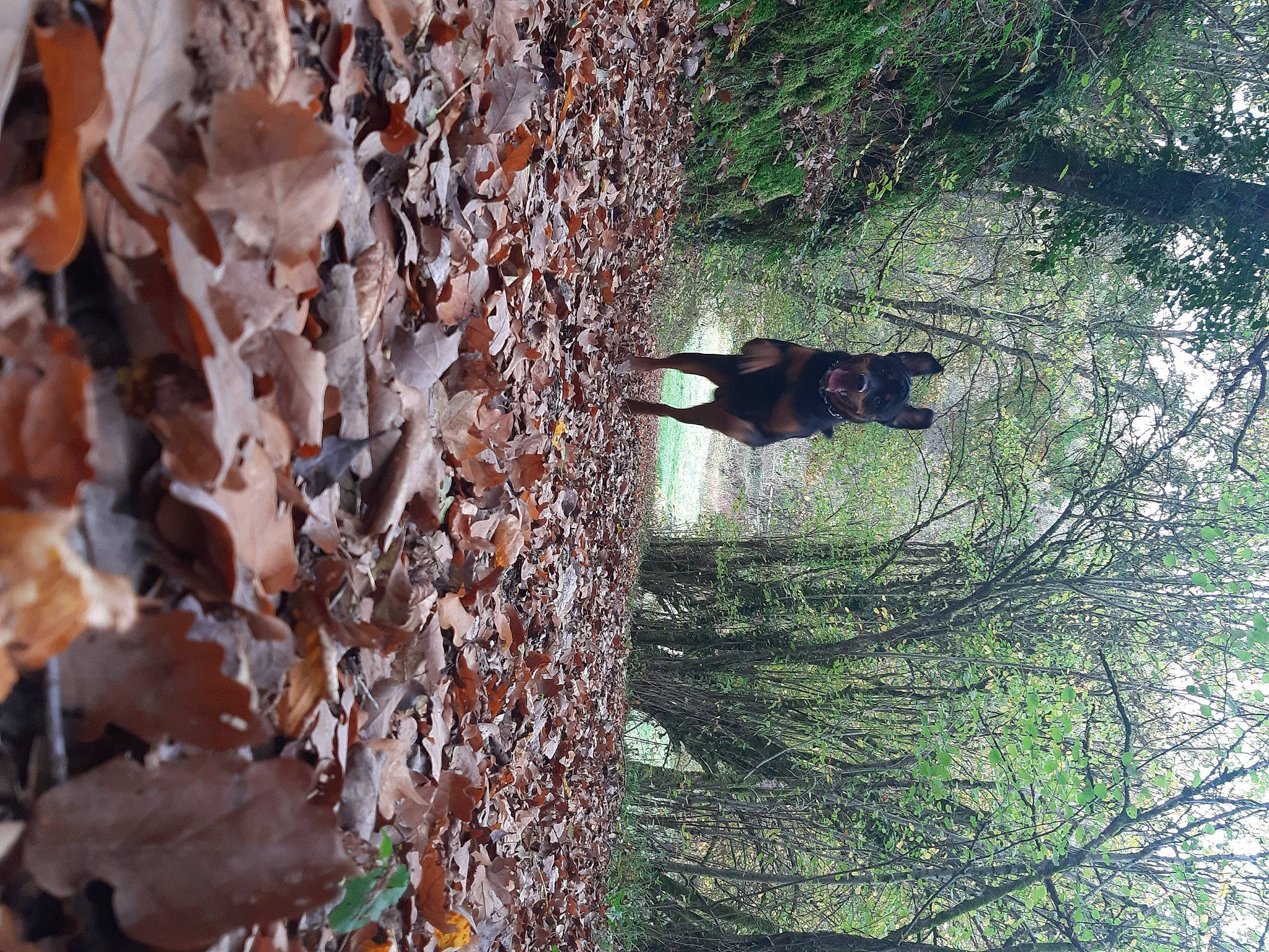 Pharos a rejoint le concours — aidez-le/la à gagner de superbes lots ! adaptation, branch, forest, organism, plant, tree, trunk, wildlife, wood