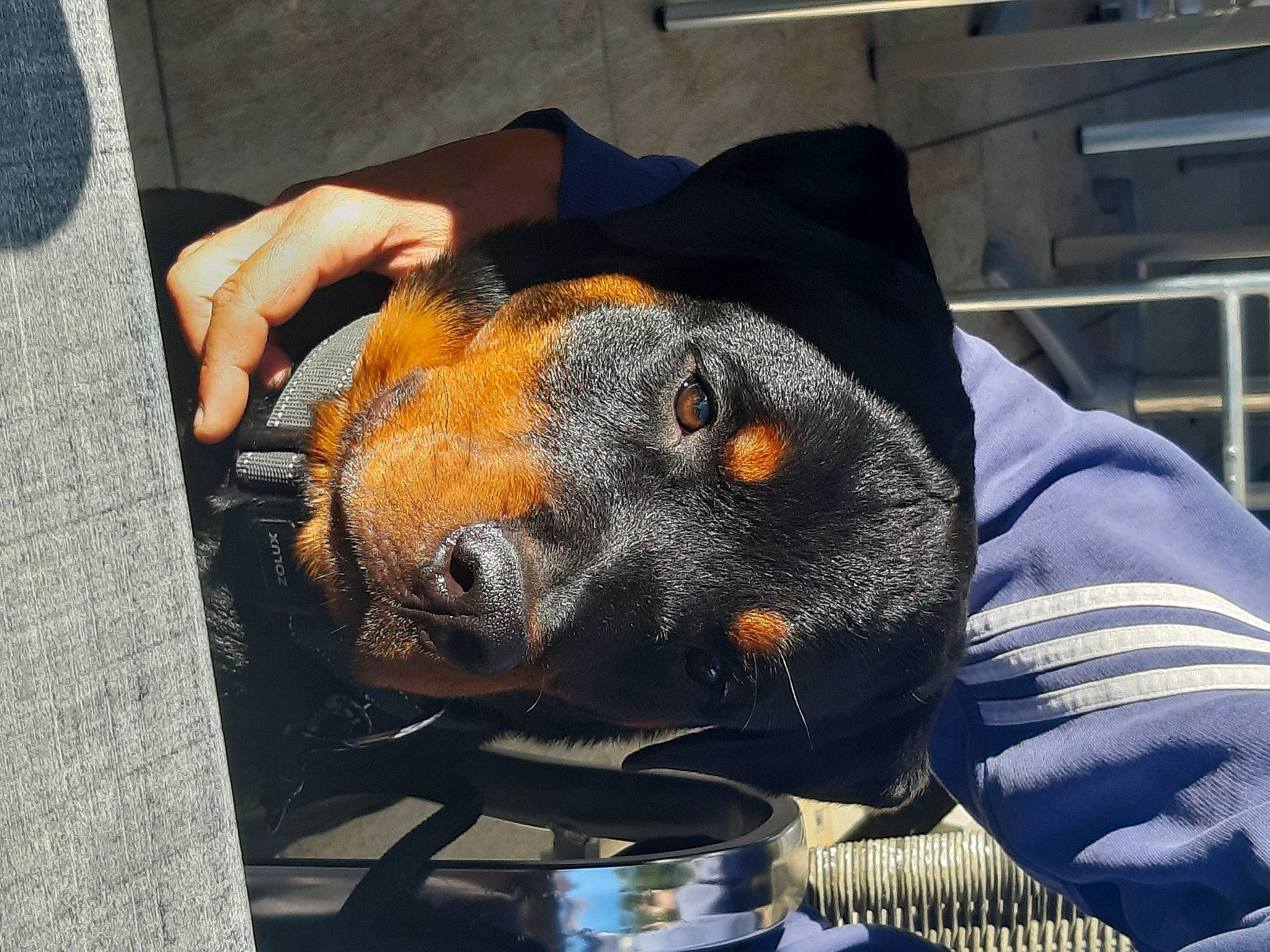 Pharos a rejoint le concours — aidez-le/la à gagner de superbes lots ! canidae, carnivore, dog_breed, fawn, nose, snout