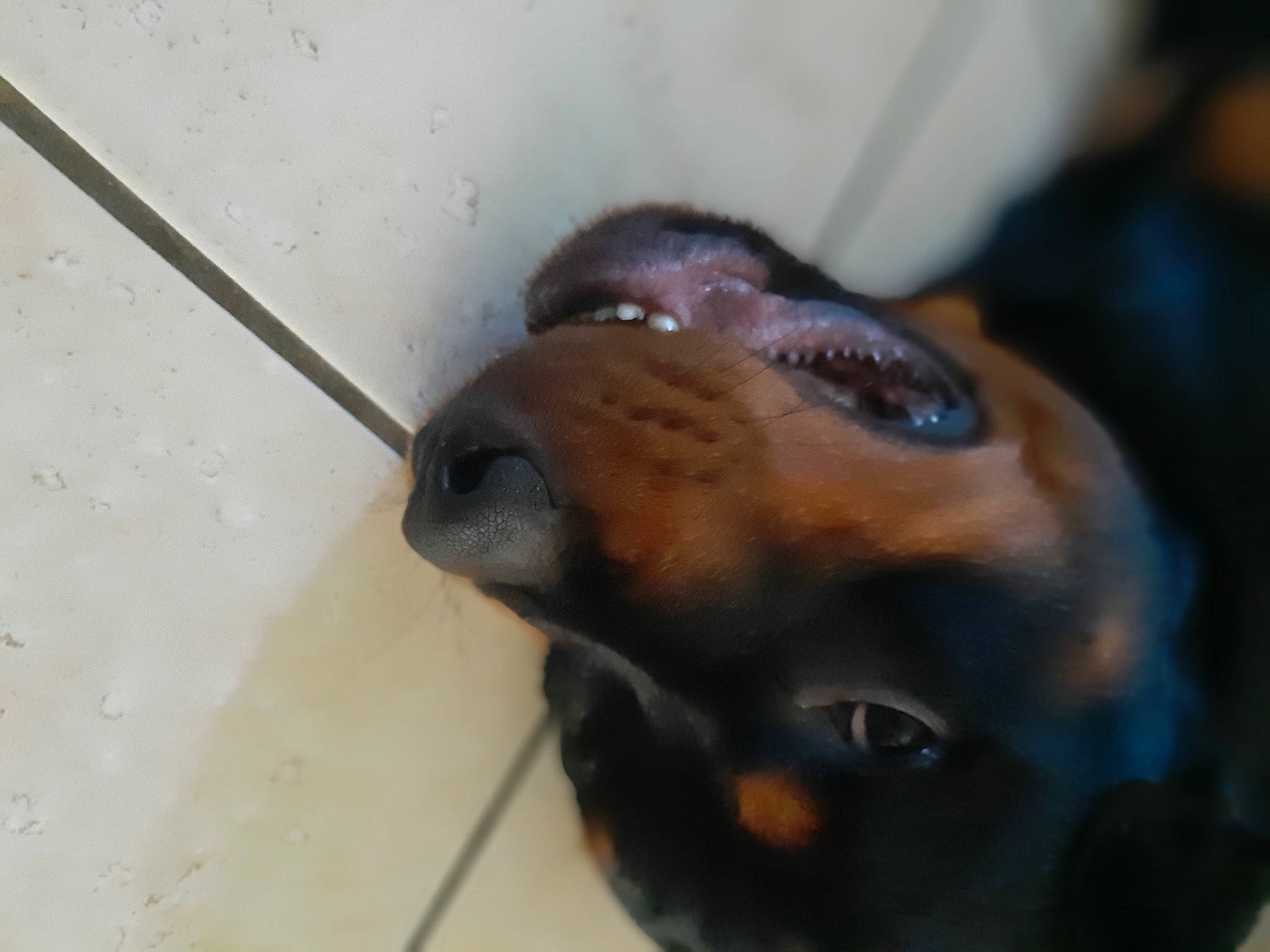 Pharos a rejoint le concours — aidez-le/la à gagner de superbes lots ! boxer, canidae, carnivore, dog, dog_breed, ear, eye, fawn, nose, pinscher, puppy, snout, sporting_group