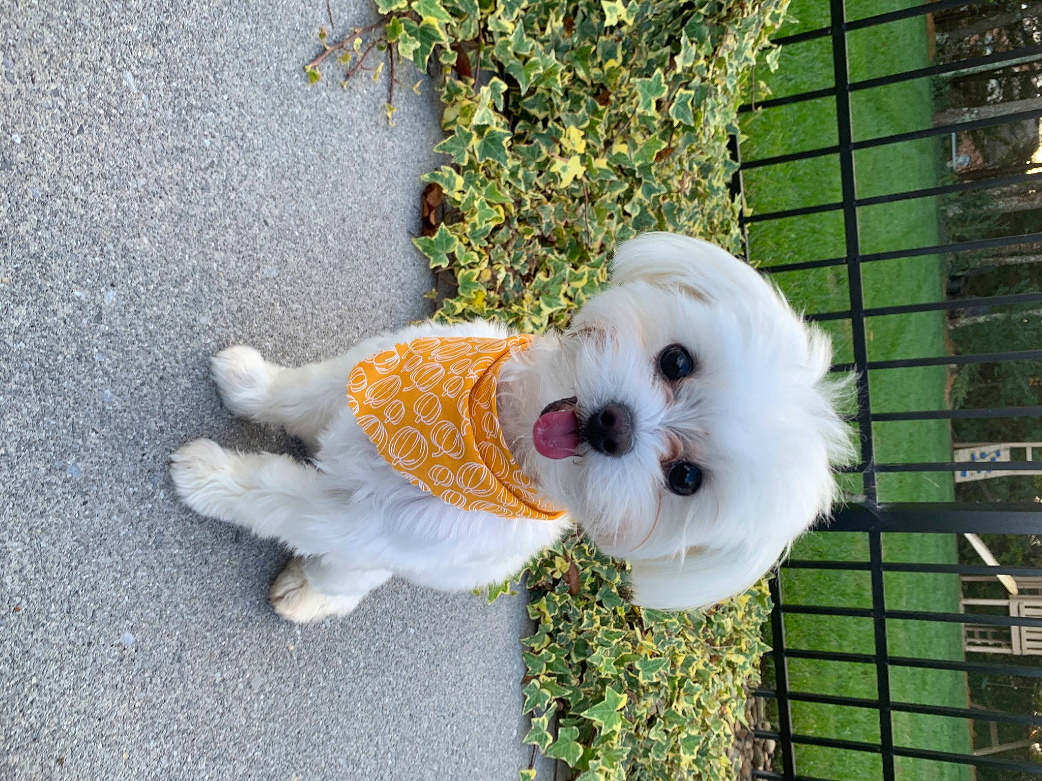 Pico joined the competition — help win amazing prizes! asphalt, carnivore, companion_dog, dog, dog_breed, dog_clothes, dog_supply, fawn, fence, fur, grass, plant, road_surface, sporting_group, stuffed_toy, sunglasses, tail, terrier, toy, toy_dog