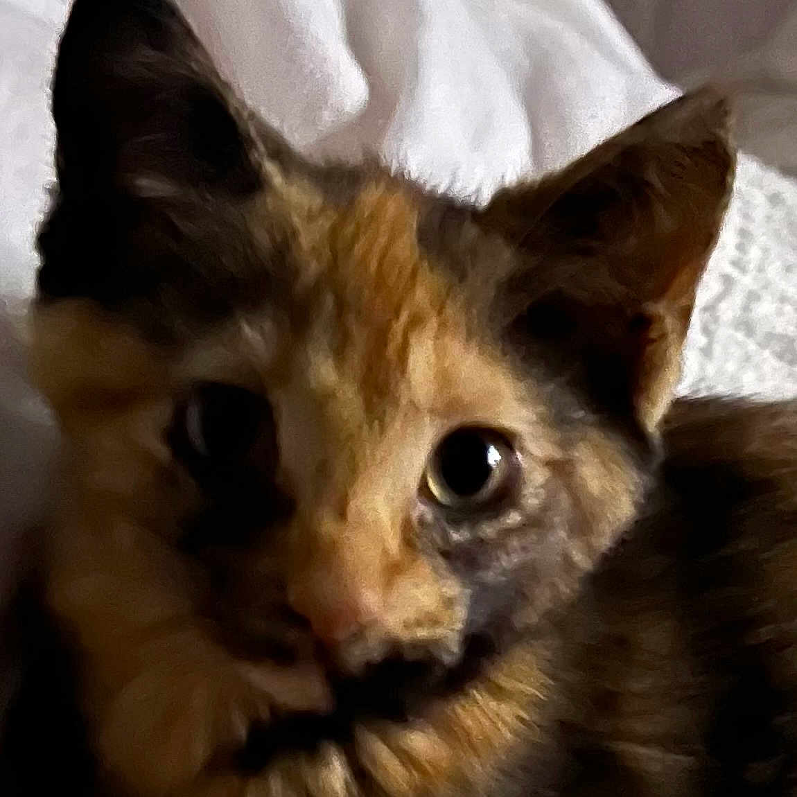 Bella joined the competition — help win amazing prizes! cat, close_up, animal, pet, feline, ears, eyes, fur, whiskers, indoor, cute, curious, mammal, portrait, face, domestic_animal, young, tabby, soft_light, blurry