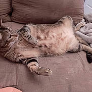 Scoubidou a rejoint le concours — aidez-le/la à gagner de superbes lots ! animal, blanket, cat, comfort, couch, cozy, feline, fur, home, indoor, paw, pet, relaxed, resting, sleepy, soft, striped, tabby, tail, whiskers