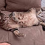 animal, blanket, cat, comfort, couch, cozy, feline, fur, home, indoor, paw, pet, relaxed, resting, sleepy, soft, striped, tabby, tail, whiskers