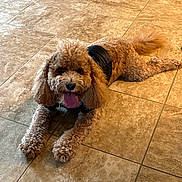 Cooper joined the competition — help win amazing prizes! brown_dog, canine, curled_tail, curly_coat, dog, fluffy, front_legs, happy, home, indoors, leash, looking_at_camera, lying_down, panting, pet, poodle_mix, portrait, tile_floor, tongue_out, warm_lighting