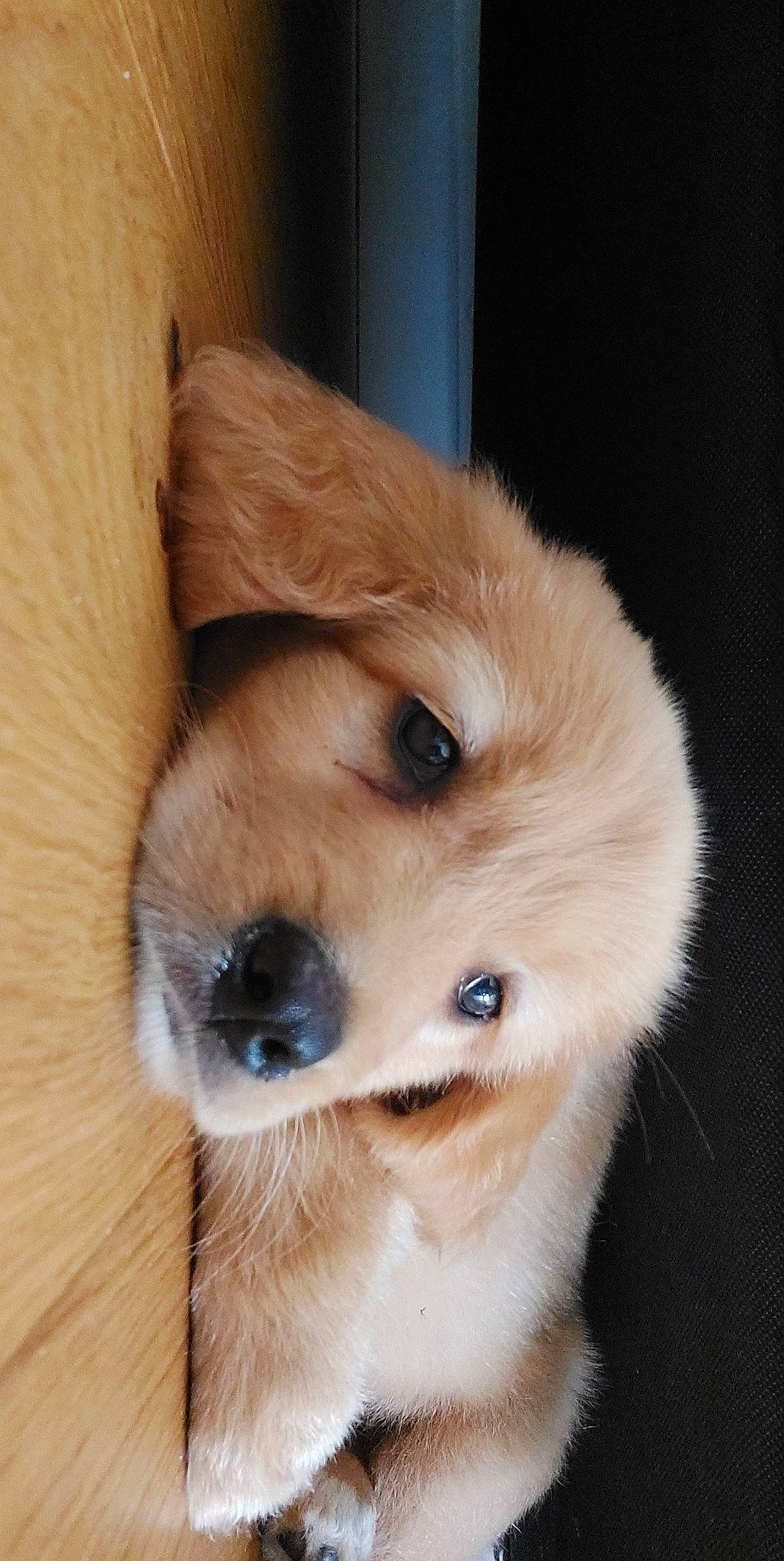 Tikki participe au concours pour gagner de l'argent avec cette photo : canidae, carnivore, companion_dog, dog, dog_breed, ear, eye, fawn, fur, golden_retriever, hardwood, head, liver, pet_supply, puppy, snout, sporting_group, whiskers, wood, working_animal