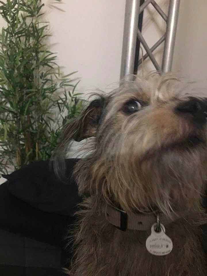 Loxy participe au concours pour gagner de l'argent avec cette photo : canidae, carnivore, companion_dog, dog, dog_breed, dog_supply, fawn, fur, liver, maltepoo, non_sporting_group, pet_supply, plant, small_terrier, snout, sporting_group, terrier, toy_dog, wood, working_animal