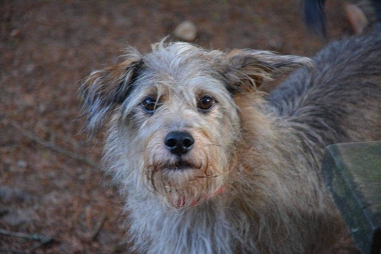 Loxy participe au concours pour gagner de l'argent avec cette photo : canidae, carnivore, companion_dog, dog, dog_breed, fur, small_terrier, snout, sporting_group, terrestrial_animal, terrier, toy_dog