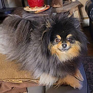 Storm is registered to the contest to win money with this photo: dog, pomeranian, fluffy, fur, pet, portrait, indoor, couch, cushion, pillow, eyes, nose, sitting, small_dog, whiskers, cozy, living_room, furniture, brown, black