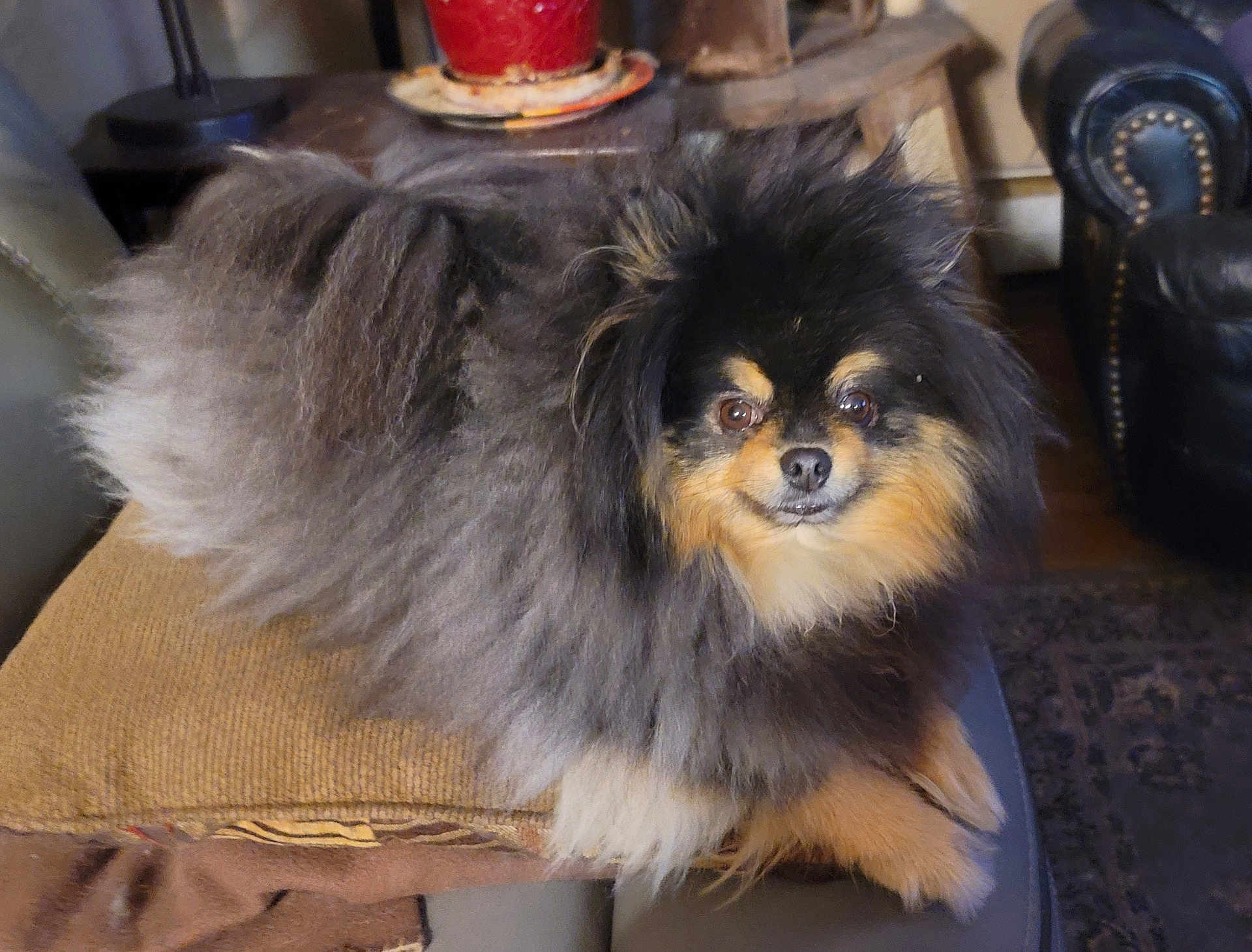Storm is registered to the contest to win money with this photo: dog, pomeranian, fluffy, fur, pet, portrait, indoor, couch, cushion, pillow, eyes, nose, sitting, small_dog, whiskers, cozy, living_room, furniture, brown, black