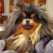 Magnetic Storm joined the competition — help win amazing prizes! animal, black, blanket, brown, companion, cozy, cute, dog, ears, expression, face, fluffy, fur, indoors, long_hair, muzzle, pet, portrait, relaxed, tan