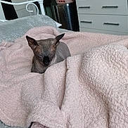 Rara is registered to the contest to win money with this photo: animal, bed, blanket, calm, cozy, domestic, dresser, furniture, gray, hairless_cat, indoor, laundry_basket, pet, pink, quiet, relaxation, resting, sleeping, soft_texture, sphynx_cat